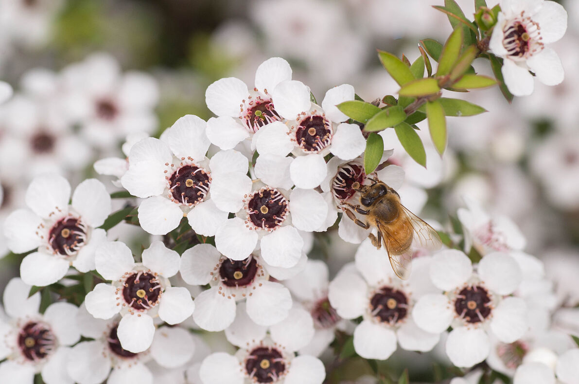 60 Millionen Bienen erzeugen aus dem Blütennektar wild wachsender Manuka-Sträucher in Neuseeland den Manuka Doctor-Honig 
