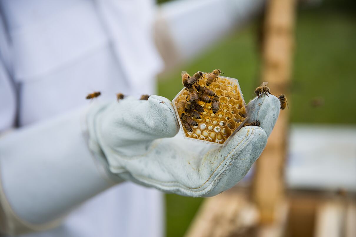 Neuseelands Bienen erzeugen den Manuka Doctor-Honig