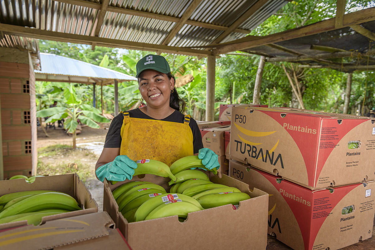 Verpacken der Uniban Bananenmarke Turbana
