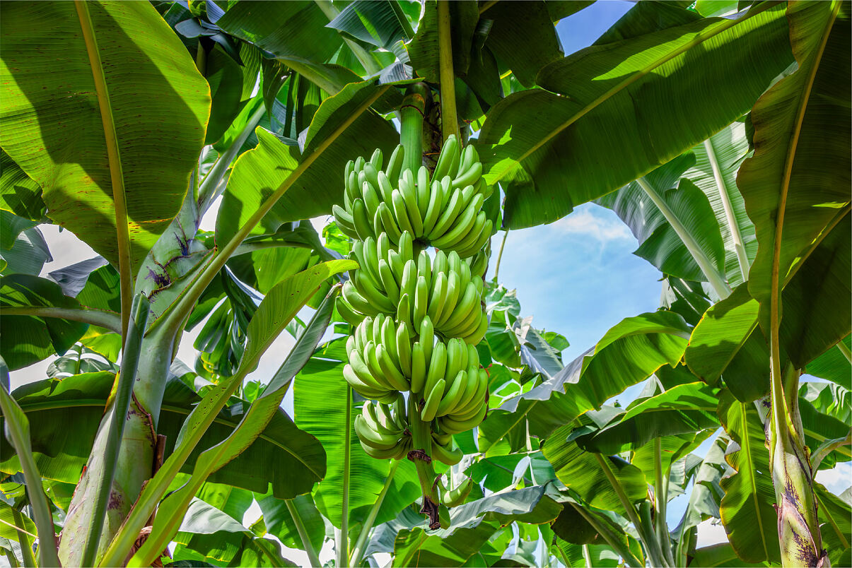 Bananen von Uniban