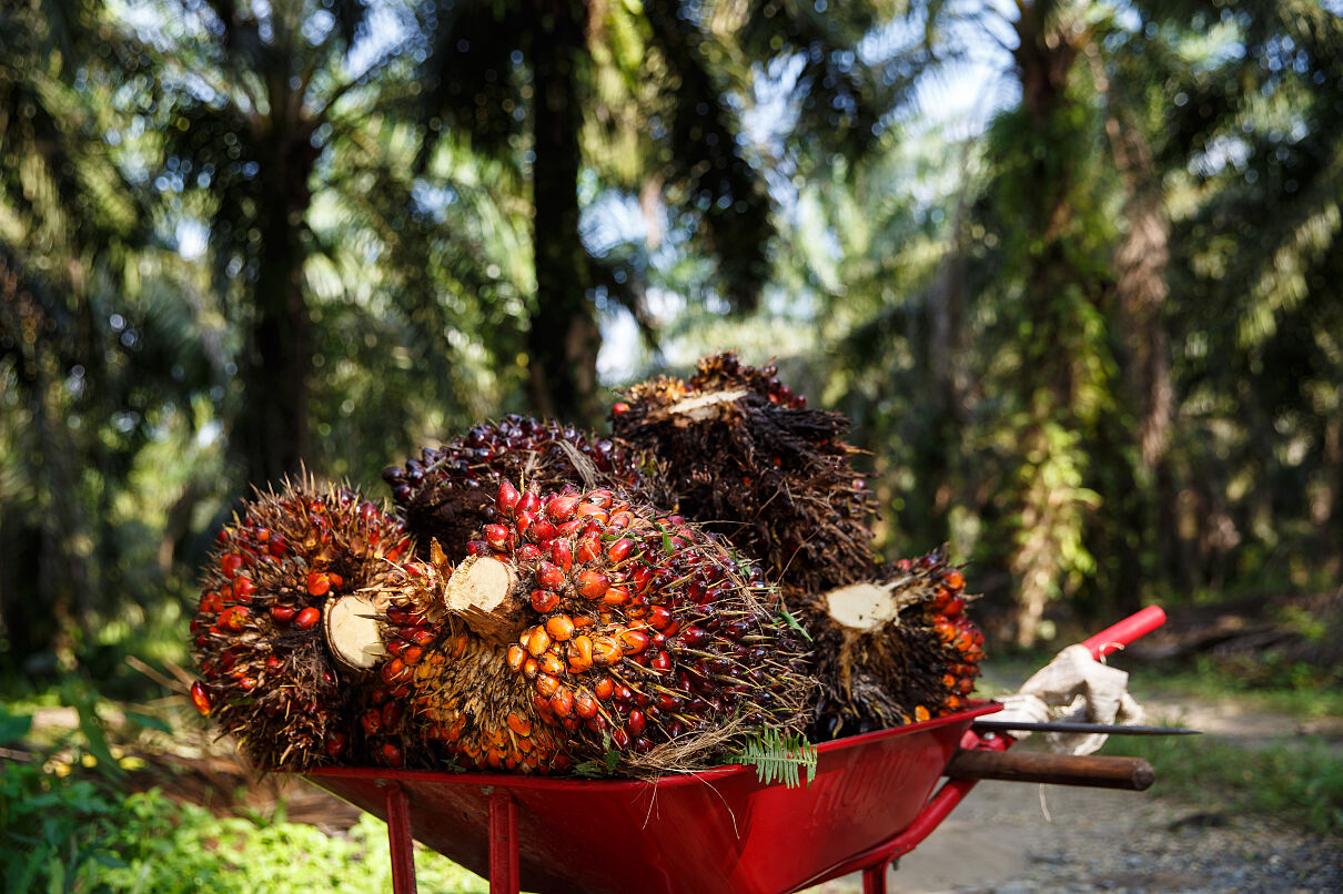 Ein Hektar Palmölplantagen ergibt durchschnittlich 2,7 Tonnen Öl