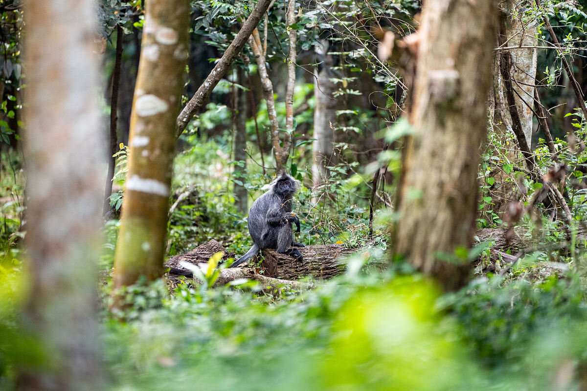 Tropische Regenwälder gehören zu den artenreichsten Lebensräumen der Erde - durch ihre Zerstörung verlieren unzählige Tierarten ihren natürlichen Lebensraum